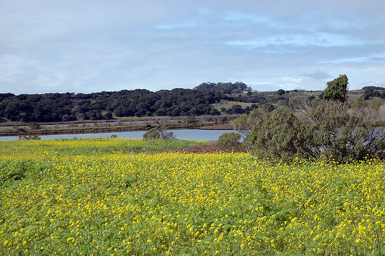 Elkhorn Slough Feb. 2010 047.jpg